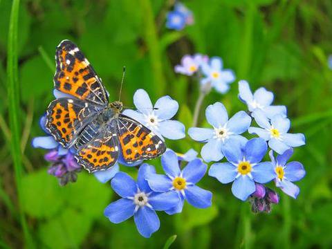 Незабравка