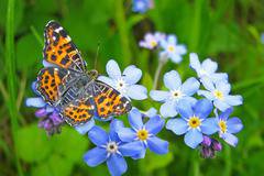 Незабравка