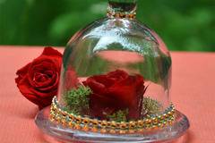 Мини вечна естествена червена роза в стъкленица