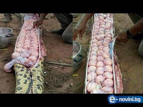 Няма да повярвате какви неща хората са намирали в телата на животните! (ВИДЕО)