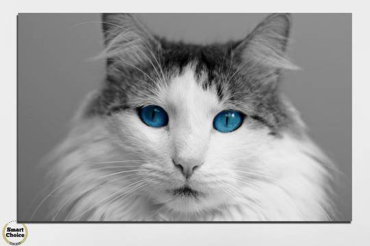 Картина пано за стена от 1 част със синеока котка – HD-497-1