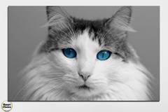 Картина пано за стена от 1 част със синеока котка – HD-497-1