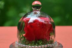 2017 Вечни рози и рози в стъкленица – Червена вечна естествена роза в стъкленица – Доставка на Цветя-Букети-Вечни рози и Рози…