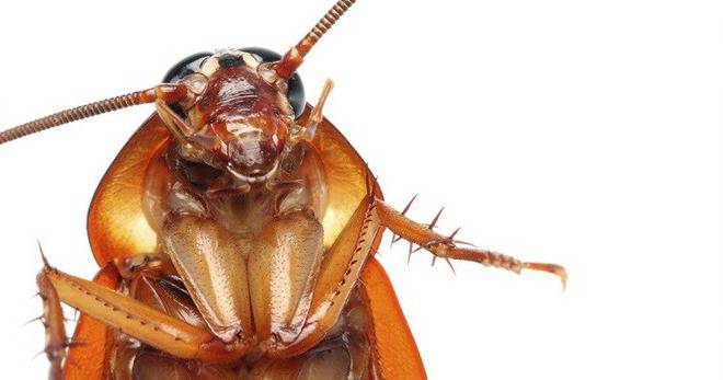 Борба с вредители, информация и новини