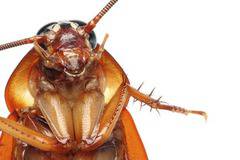 Борба с вредители, информация и новини