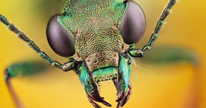 Борба с вредители, информация и новини