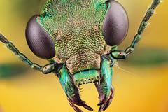 Борба с вредители, информация и новини