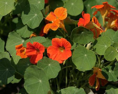 Латинката е природен антибиотик и билка за имунитет