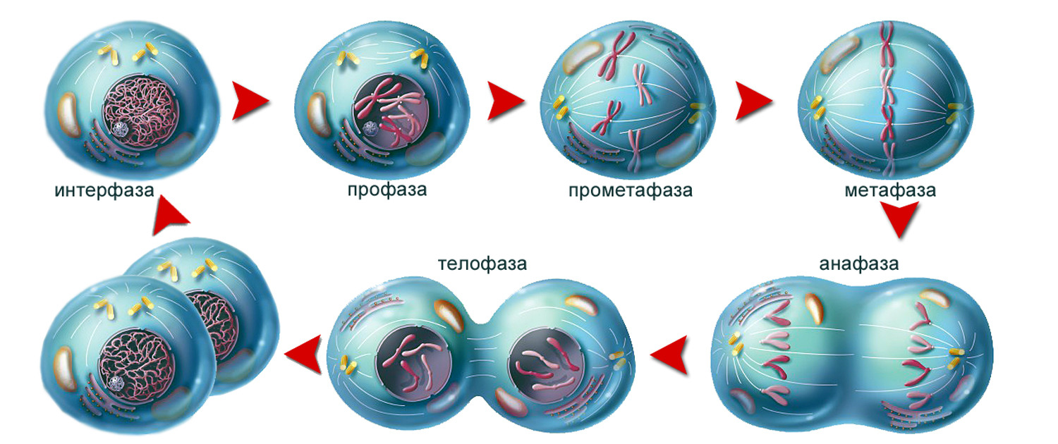 Проект митоз и мейоз