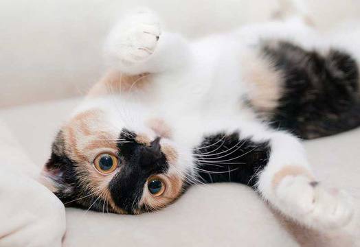 Ветеринарна клиника търси професионален гушкач на котки срещу €25 000