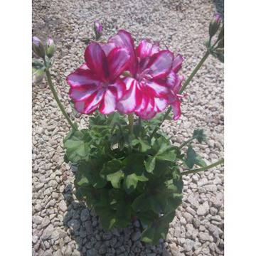 Pelargonium сакъз – Цветя и градина – всичко за цветята и градината