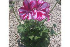 Pelargonium сакъз – Цветя и градина – всичко за цветята и градината