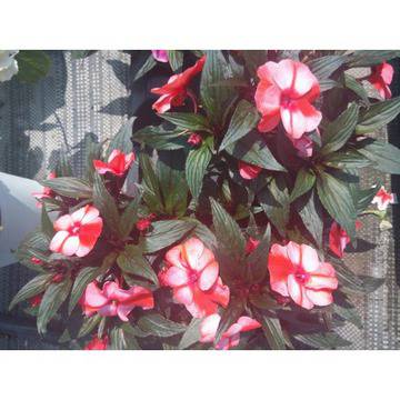 импатиенс нова гвинея многогодишно градинско стайно сенколюбиво циганче