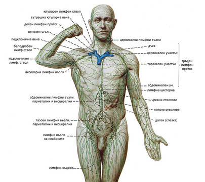 Лимфна система. Лимфа и лимфни съдове