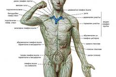 Лимфна система. Лимфа и лимфни съдове