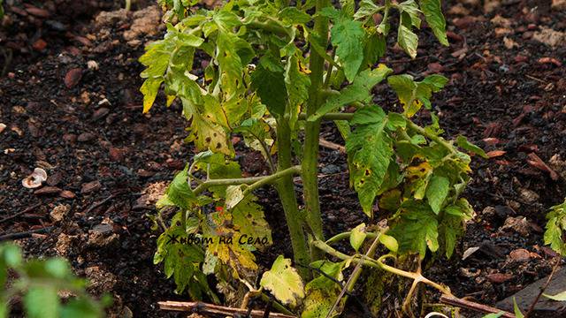 Алтернария или защо повече няма да купя разсад от бабите на пазара