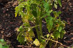 Алтернария или защо повече няма да купя разсад от бабите на пазара