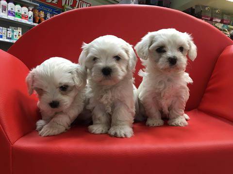 Ваксинирани и обезпаразитени Малтийски булонки Малтезер на промоционална цена