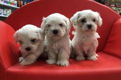 Ваксинирани и обезпаразитени Малтийски булонки Малтезер на промоционална цена