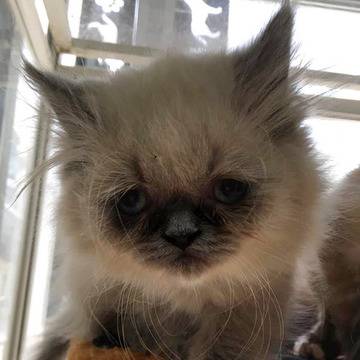 Персийско коте Калърпойнт очаква своя стопанин