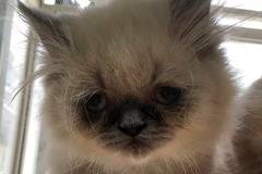 Персийско коте Калърпойнт очаква своя стопанин