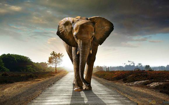 10 удивителни предшественика на слоновете