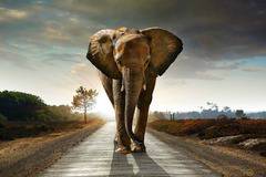 10 удивителни предшественика на слоновете