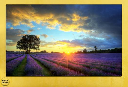 Картина пано за стена от 1 част – Изгрев над лавандулово поле – HD-717-1