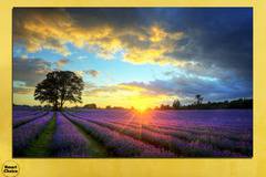 Картина пано за стена от 1 част – Изгрев над лавандулово поле – HD-717-1