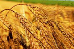 България очаква добив от над 5 милиона тона пшеница