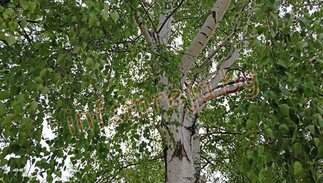 227 подписаха петиция за запазване на брезовата гора в Кюстендил