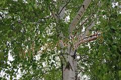 227 подписаха петиция за запазване на брезовата гора в Кюстендил