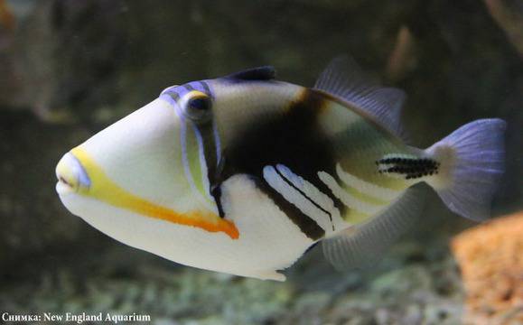 Днес откриват изложбата „Подводен свят“