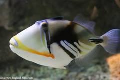 Днес откриват изложбата „Подводен свят“