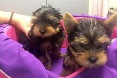 Малки и игриви Йоркширски териерчета очакват новите си стопани