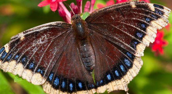Екзотични пеперуди кацат в Бургас за изложба