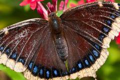 Екзотични пеперуди кацат в Бургас за изложба