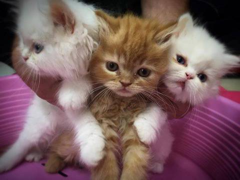 Пухкави и игриви персийски котенца очакват своите стопани в Зоомагазин Еврозоовет