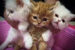 Пухкави и игриви персийски котенца очакват своите стопани в Зоомагазин Еврозоовет