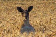 Реколтата с пшеница в Австралия, колапс с повече от 40%