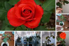 Вкореняване на роза чрез резник в картоф