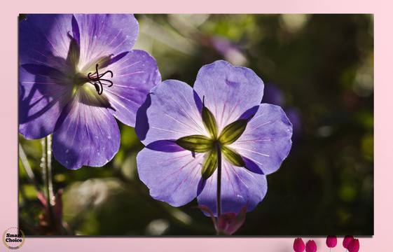 Картина пано за стена от 1 част с лятно градинско цвете – HD-718-1