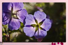 Картина пано за стена от 1 част с лятно градинско цвете – HD-718-1