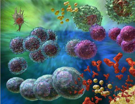 Клетките в имунната система общуват подобно на невроните в мозъка
