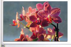 Картина пано за стена от 1 част – Букет красиви орхидеи – HD-252-1