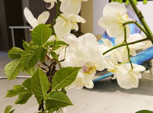 Екзотични буболечки и живи тропически пеперуди ви очакват в изложбата „Натуралистика – светът на насекомите“