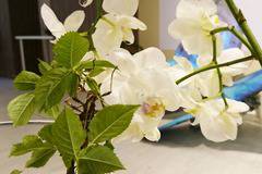 Екзотични буболечки и живи тропически пеперуди ви очакват в изложбата „Натуралистика – светът на насекомите“