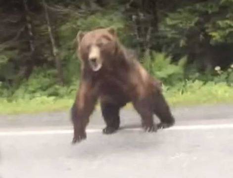 Какво трябва да правиш, когато видиш мечка на пътя