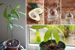 Да отгледаш авокадо у дома