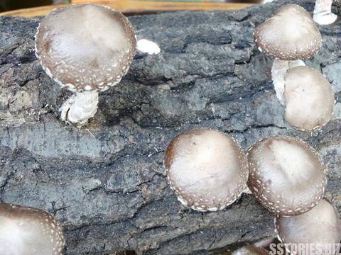 Редник Петкова: За честта на Родината с гъби шийтаке